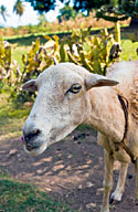 A goat in Haiti