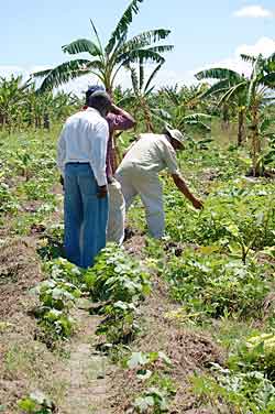 Studying Crops in Haiti